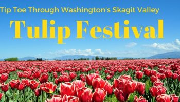 Tulip Festival

lorem